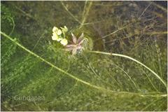 Utricularia stellaris